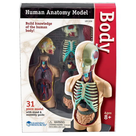 LEARNING RESOURCES Human Body Anatomy Model, 31 Pieces 3336